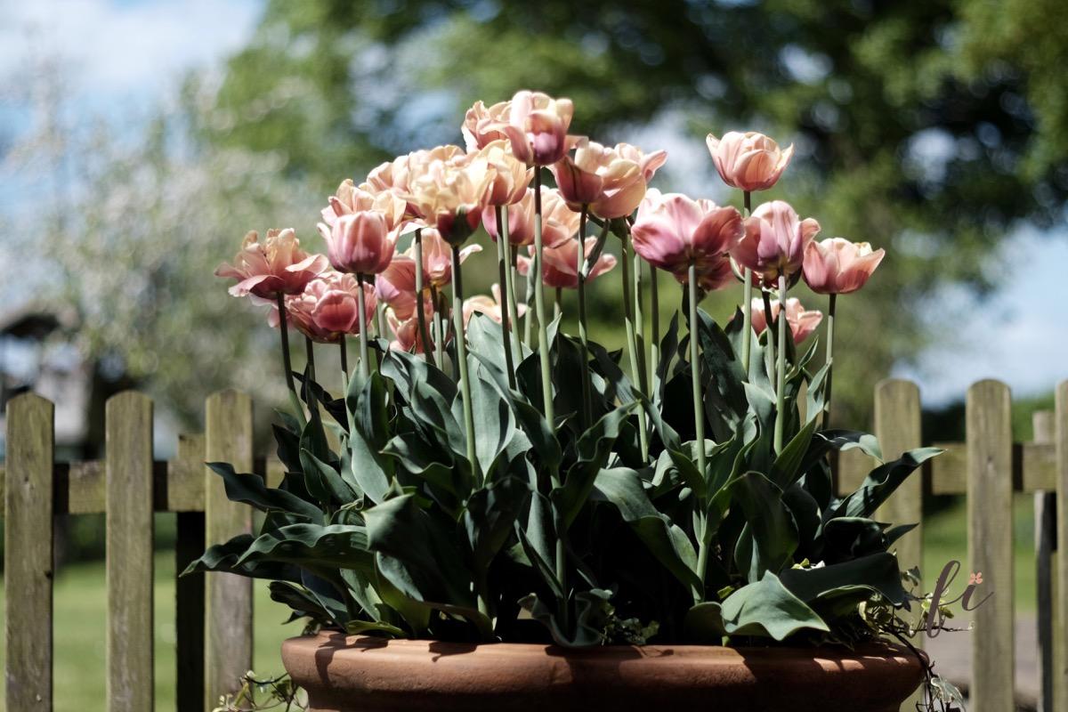 Featured image for “Growing Tulips For Floristry – Varieties That Add Drama And Romance”