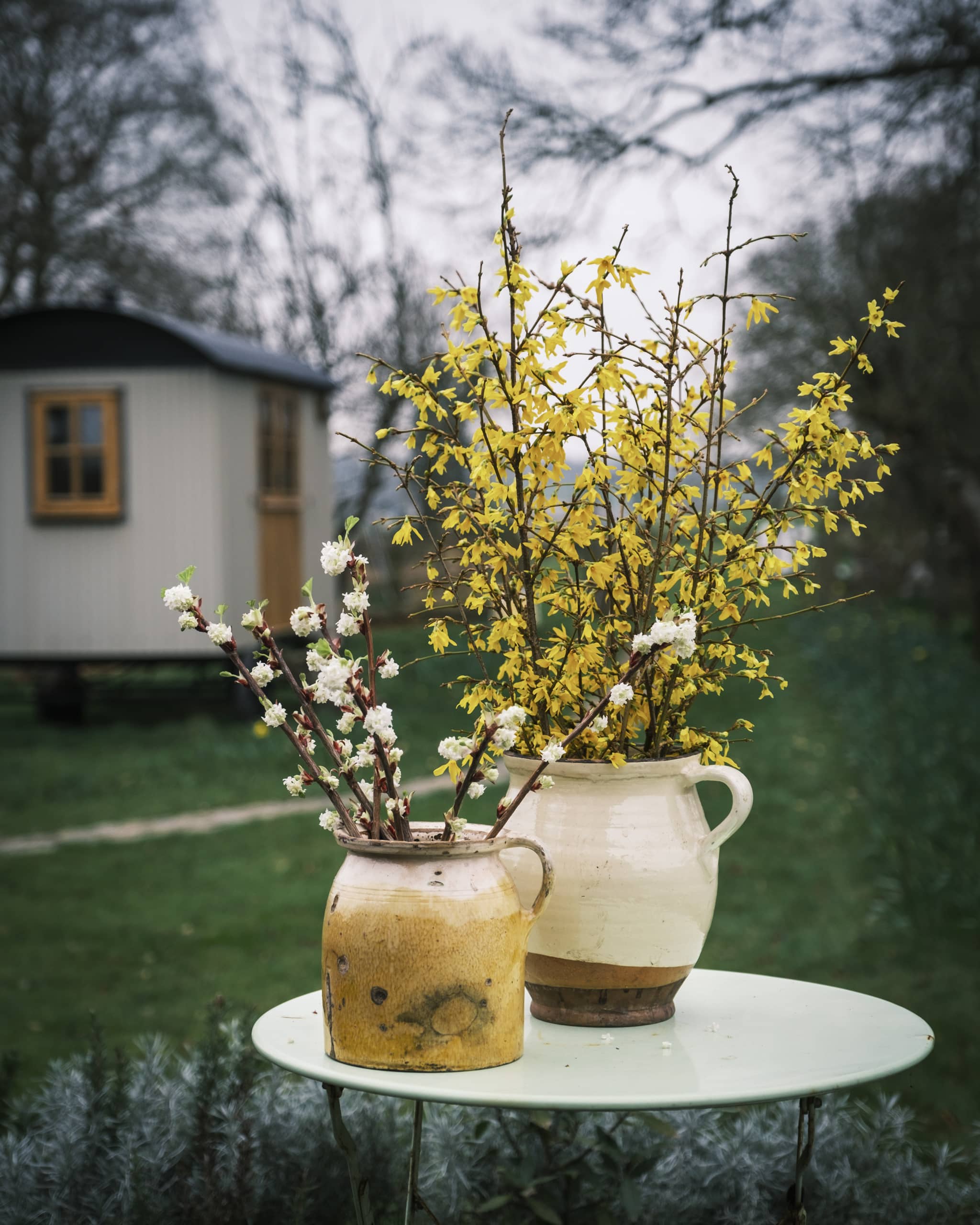 Forsythia Spring blossom in canalside cutting garden