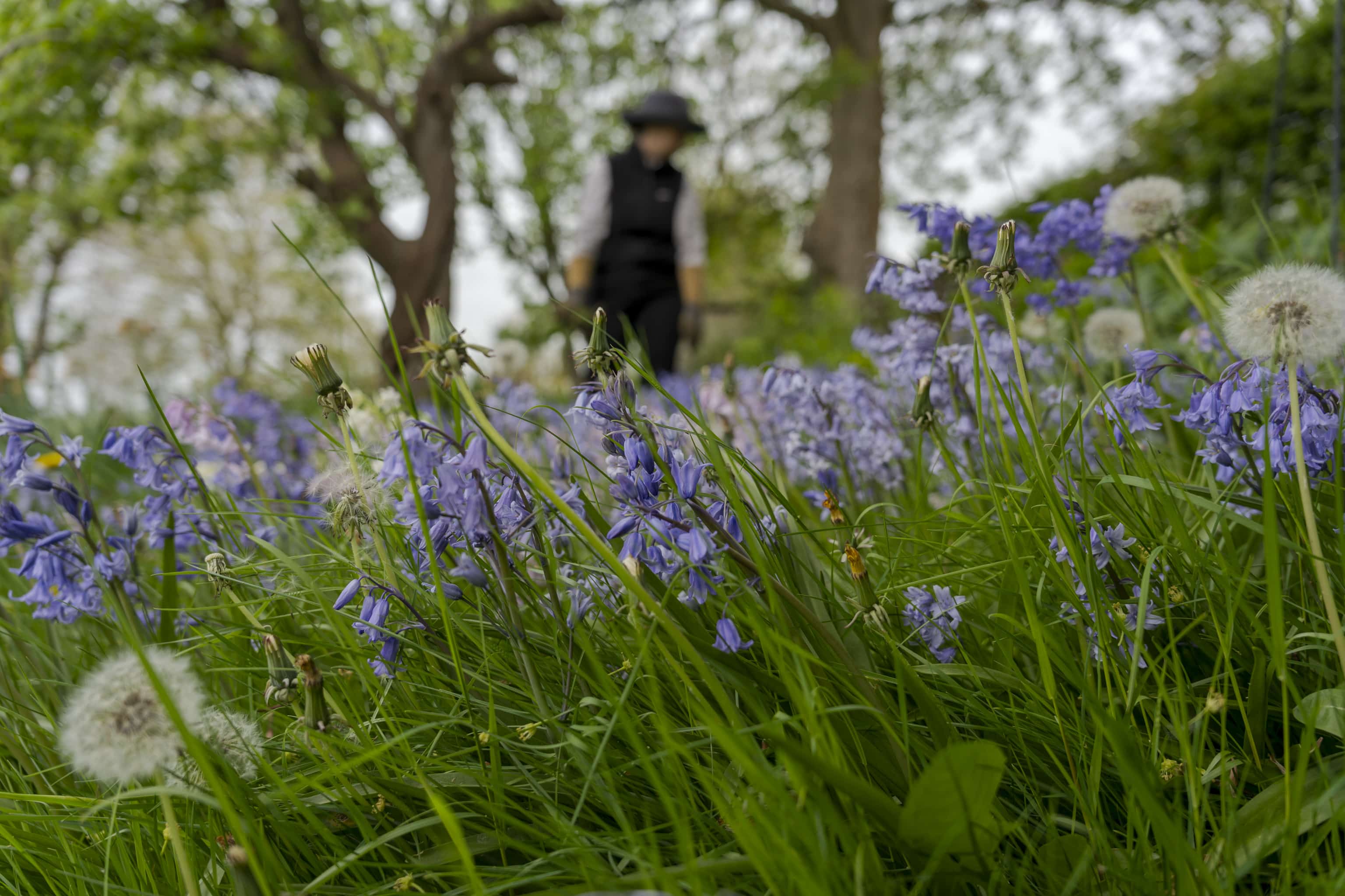 fierceblooms May wild garden