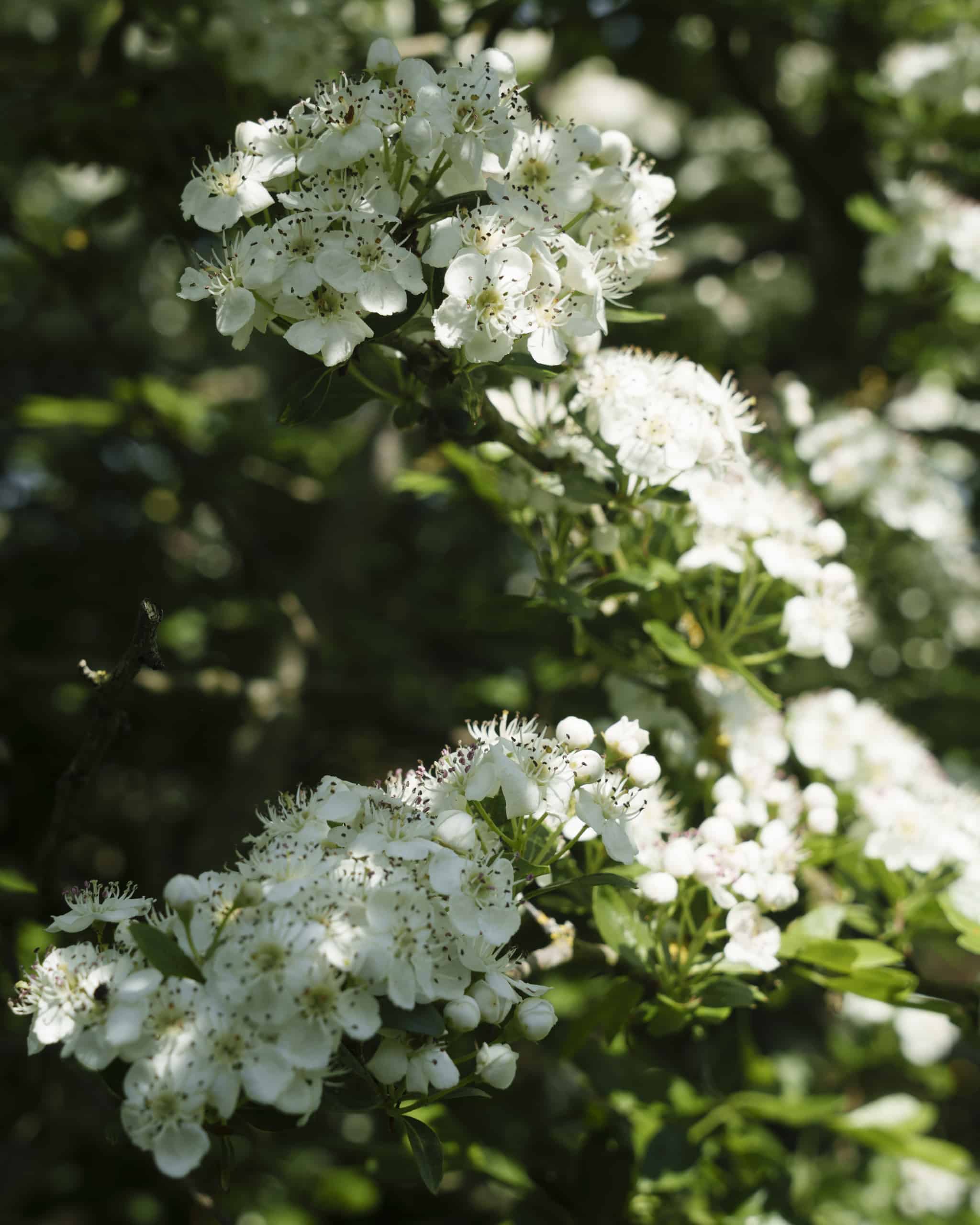Featured image for “The Folklore Of Hawthorn”