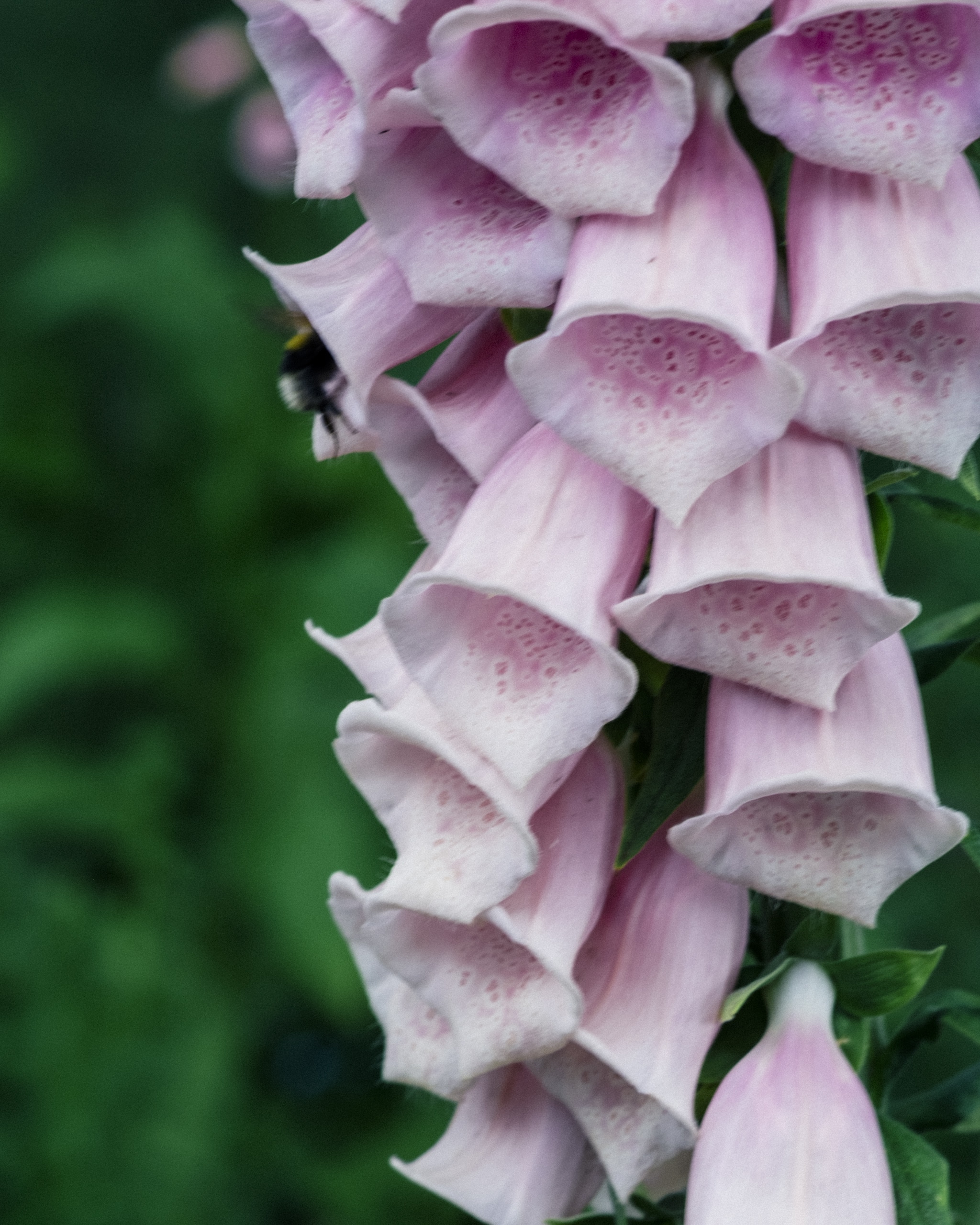 Featured image for “Countdown To Chelsea With The Foxgloves”